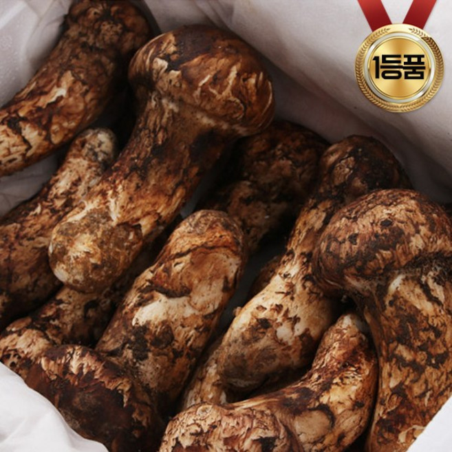 자연산 송이버섯 특 일등품 1kG 추석 명절 생신 선물, 1개, 송이버섯 삼등품(가정용)-1Kg