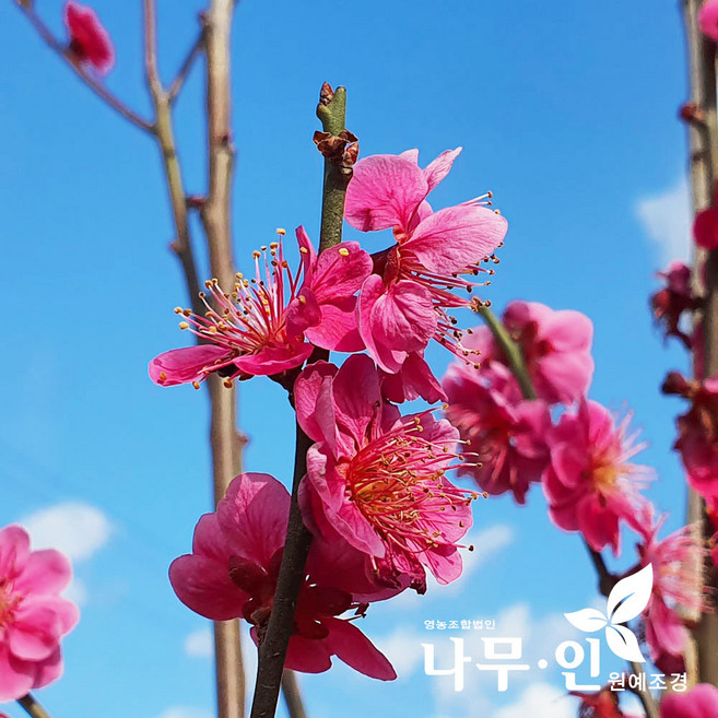 [나무인] 매화나무 4종 모음, 1개, 설중매