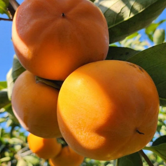 [과일마당] 순천 미인단감 믿고먹는 아삭아삭 고당도 프리미엄 단감 순천 구례 광양 10GK 5KG, 1박스, 프리미엄 단감10KG (~50과내)