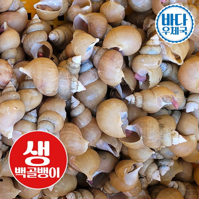 바다우체국 자연산 포항 통골뱅이 1kg 국내산 활백고동, 1개, 생 골뱅이 1kg 소소(60~70미)