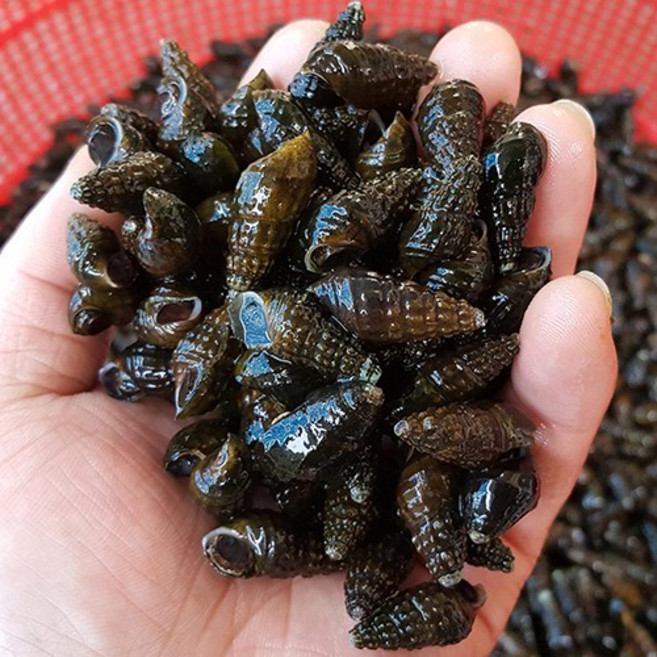 자연나라 살아있는 국산 생물 다슬기 1kg 큰사이즈 100%자연산 영월 동강, 1개