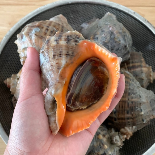 자연산 특대 생물 참소라 1kg 새벽 조업 국내산 참소라 특대, 1개, 1kg 4-8미 내외