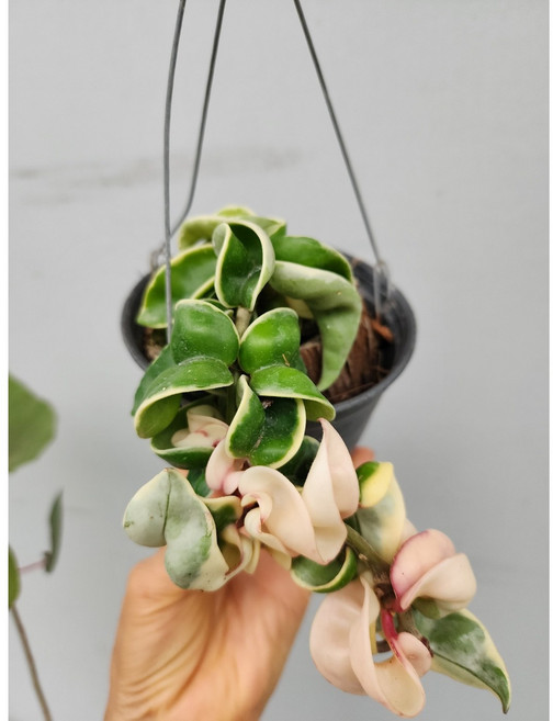 호야 리본호야 무늬리본호야 159, 1개