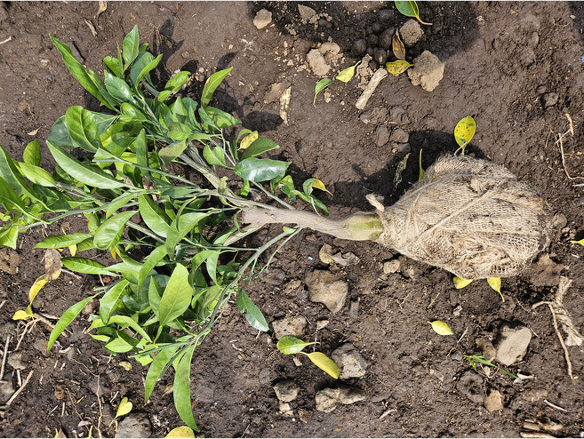 장인종묘 4년생 귤묘목 귤나무, 황금향