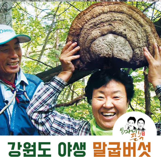 자연산 말굽버섯 강원도 말발굽버섯 절단 말굽, 1개