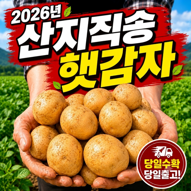 [산지직송] 당일수확 국내산 26년 햇 수미 두백 기본 감자 산지직접출고, 1개, 10kg (특)