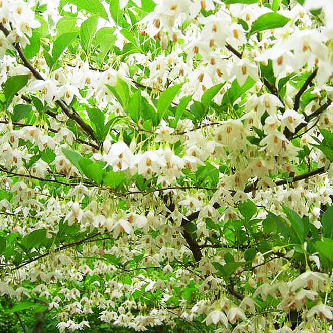 때죽나무 묘목 - 실생2년 뿌리묘 5개, .