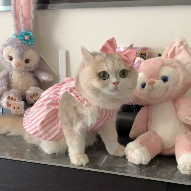 강아지수영복 물놀이 소형, 1개, 프린세스 핑크 스트라이프 드레스