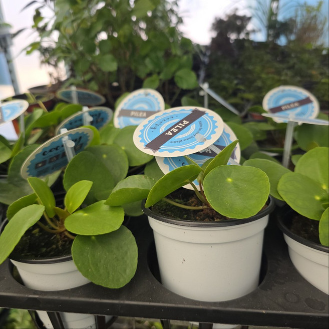 필레아페페 소품 페페로미오 반려식물 에이피플랜츠, 1개, 기본