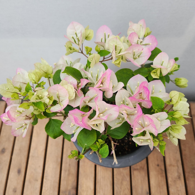 핑크화이트 부겐빌레아 지름21포트239 덩굴성관목 부겐베리아 꽃비종합원예, 1개, 사진참조