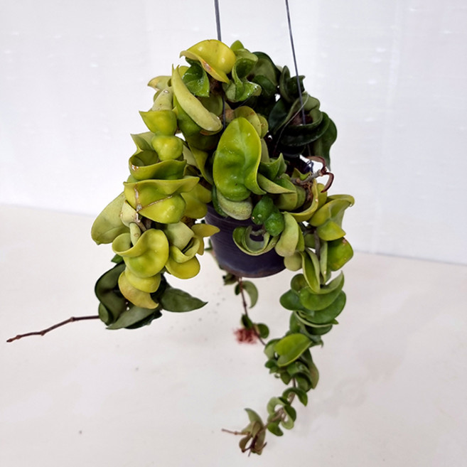 꽃피는 리본호야 키우기 쉬운 실내 거실 화초 식물, 단품, 1개