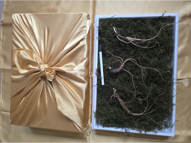 국산 강원도 정삼 특상품 13~17년근 산삼 장뇌삼, 1개, 13년근 3뿌리