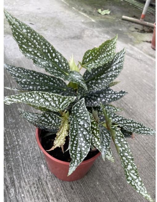 霏霏園藝 白冰秋海棠5吋盆栽 (高度20公分) 觀葉植物 療癒盆栽, 1個