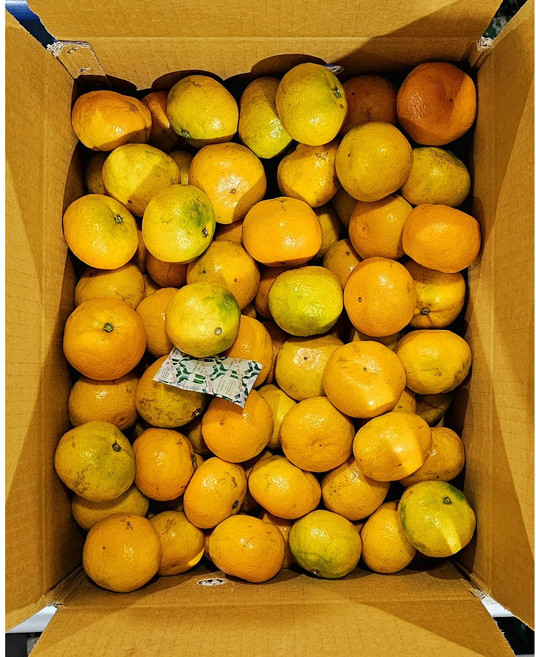 [제주 산지 직송] 제주 제철 감귤 가정용, 1박스, 감귤 4.5kg 중대과