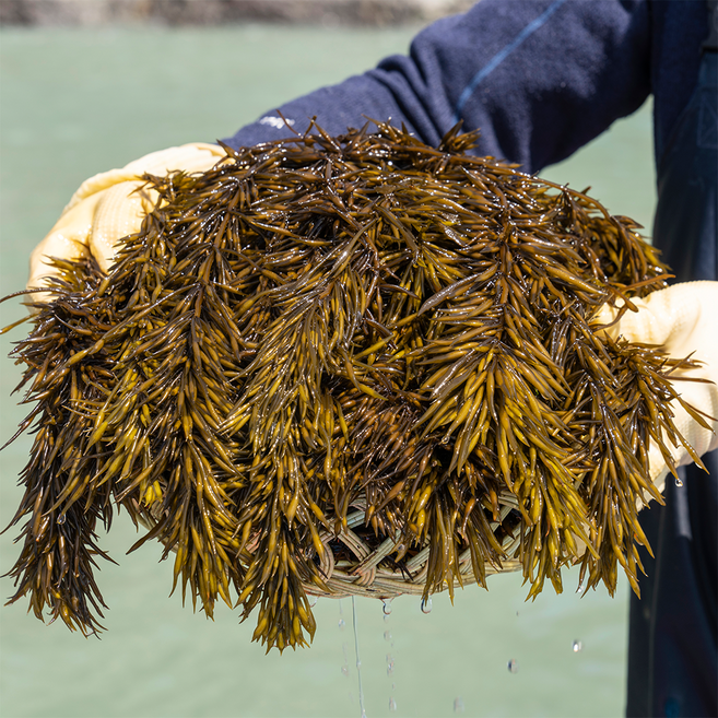 완도산 제철 채취 산지직송 명품 생톳 / 1kg 2kg 신지어부가, 생톳 2kg, 1개