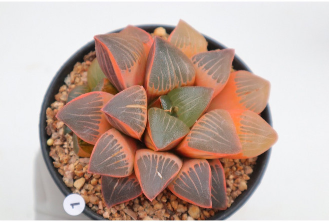 로나가든 글라스비즈 호반금 하월시아금 비싼희귀다육 식테크 리톱스 선인장