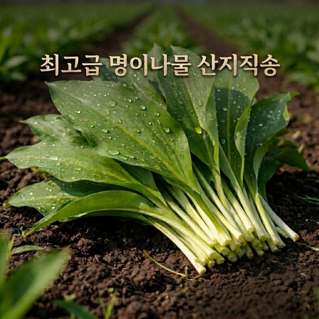 [역대노마진] 은은한향 딱30박스만 산마늘 명이나물, 1박스, 500g