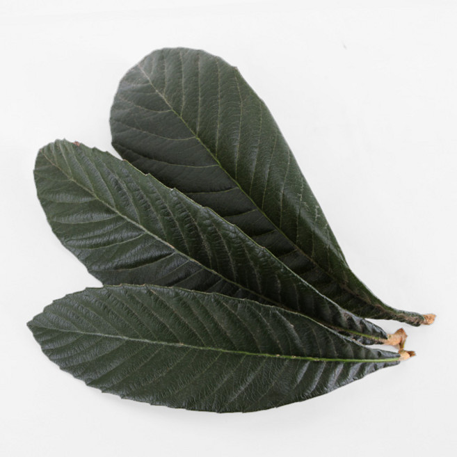 완도 비파 생잎 1kg 찜질용 비파잎, 비파생잎 1kg, 1개