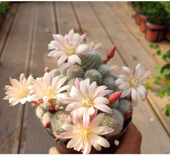 행복한꽃순이/보산선인장(9cm분)/흰가시, 1개