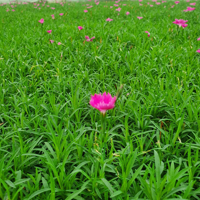 잔디패랭이 사계패랭이 30개세트, 30개