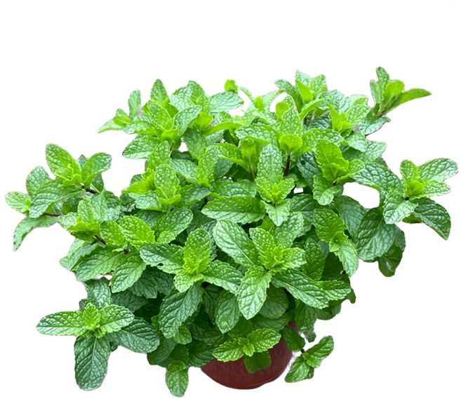 萬花叢 盆栽 - 新鮮薄荷葉、驅蚊、居家盆栽, 薄荷, 1個