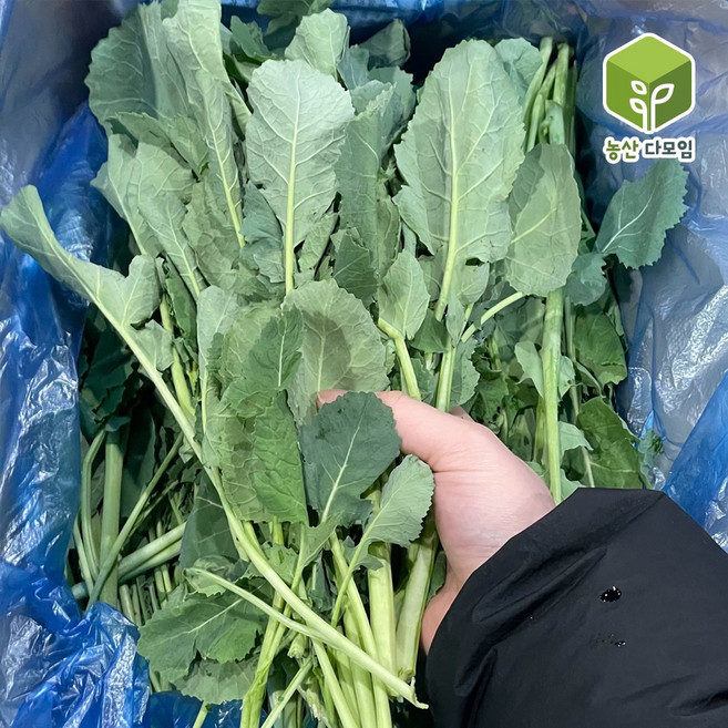 국내산 봄나물 유채 4kg, 1박스