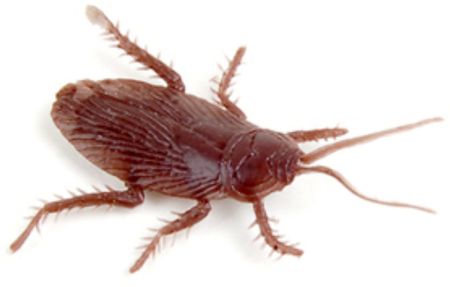 스투피드 리얼 바퀴벌레 모형, 단품, 1개