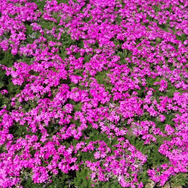 꽃잔디 모종 홍설 모종 포트묘 정원 다년초 노지월동 야생화 남서울식물원, 4개, 단일