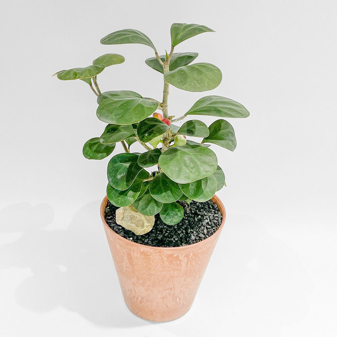 휘커스 델토이데아 FICUS DELTOIDEA 고무나무 무화과 화분선물 고무나무 열매, 아쿠아