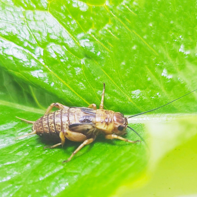 파충류 도마뱀 먹이 귀뚜라미 끝판왕 먹이 레오파드게코 크레스티드 게코 비어디 드래곤 생먹이 양서류 개구리 햄스터 고슴도치 낚시미끼, 일반포장 중100마리, 1개