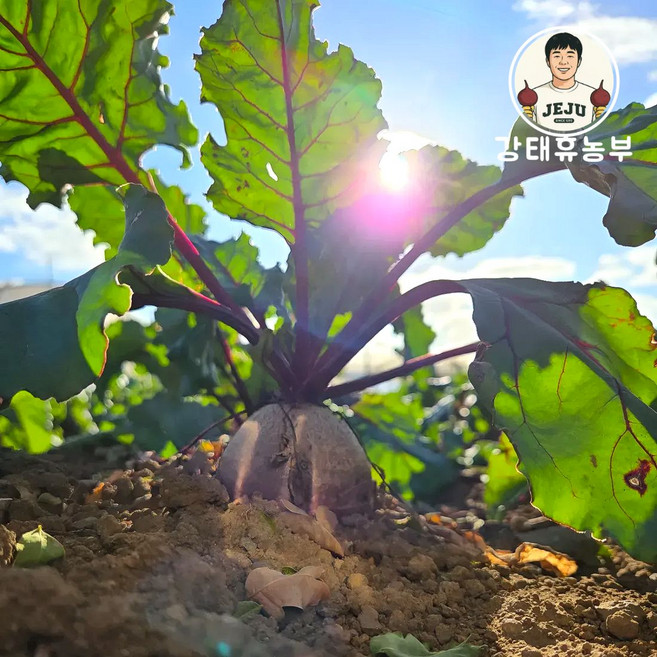 강태휴농부 제주 한경 레드비트 10kg 특품, 1개, 단품