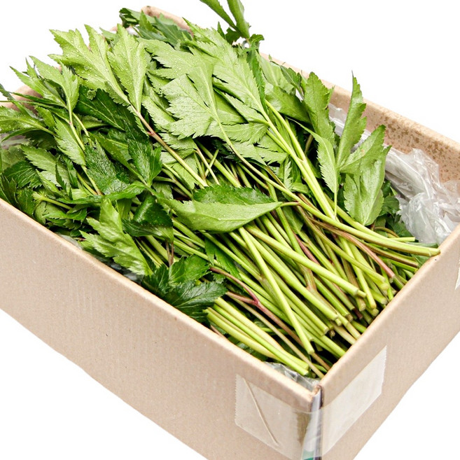 국내산 특품 당귀잎 한박스 1kg 쌈채소 쌈야채 모듬쌈 가락시장 당일새벽경매, 당귀잎 1박스 1kg
