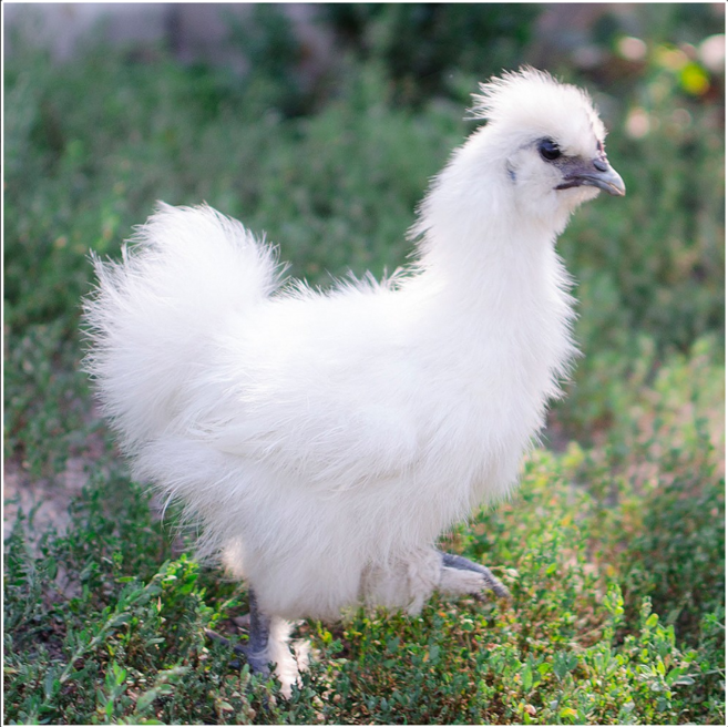 (부화알) 백봉 오골계 - 유정란 10개