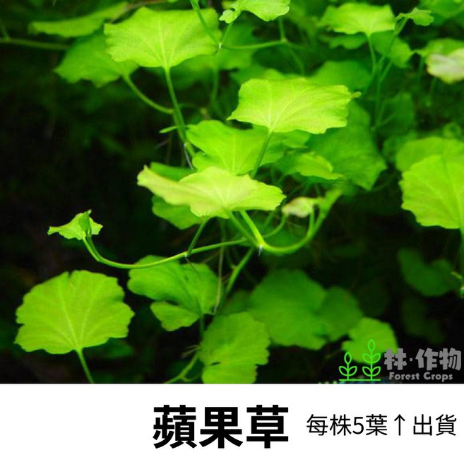 林作物 蘋果草 水中葉水草 前景中景適用 陰性水草 每份約5葉, 單1小珠（每株約5葉）