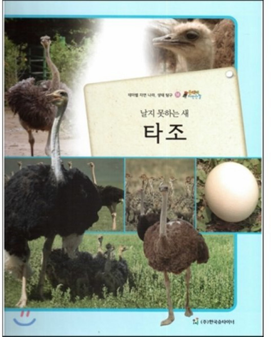 올빼미 자연관찰 56 날지 못하는 새 타조 (조류), 한국슈타이너