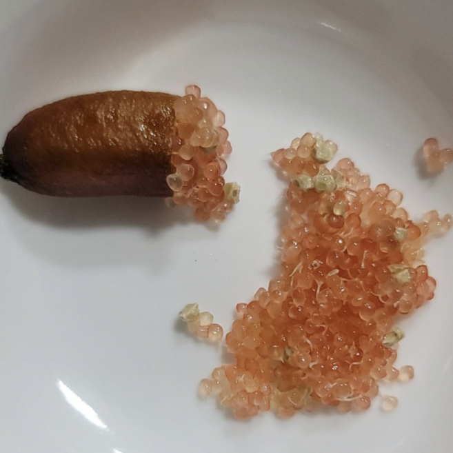 희귀열매 냉동 핑거라임 캐비어라임 새콤 톡톡, 1개, 390g