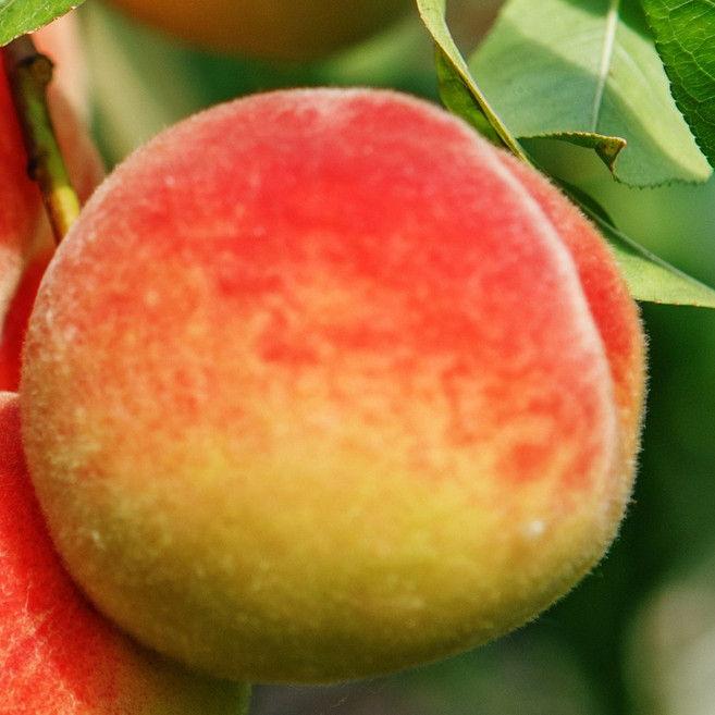 [충북농원] 미황 황도 복숭아나무 - 분묘, 1개, R2.5/분