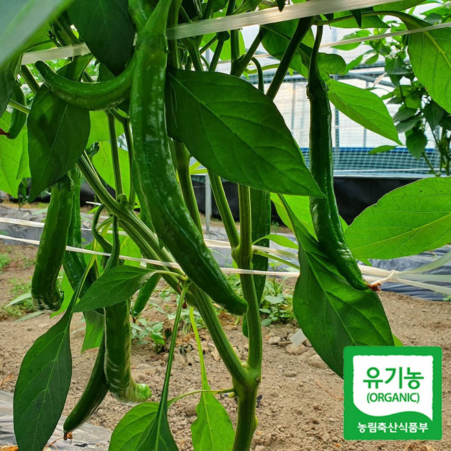 치악산 유기농 미인고추 1kg 풋고추, 1개