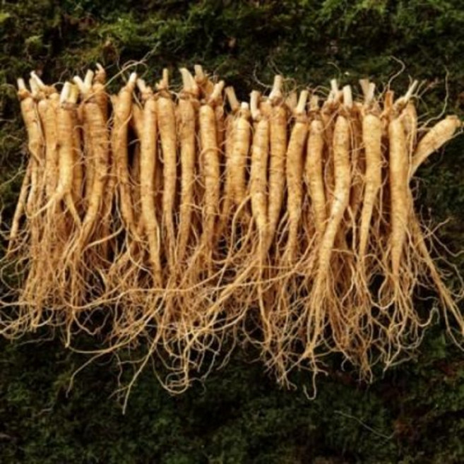 금산 인삼 세척 소 삼계 (500g/40~50뿌리/5~6년근), 1개
