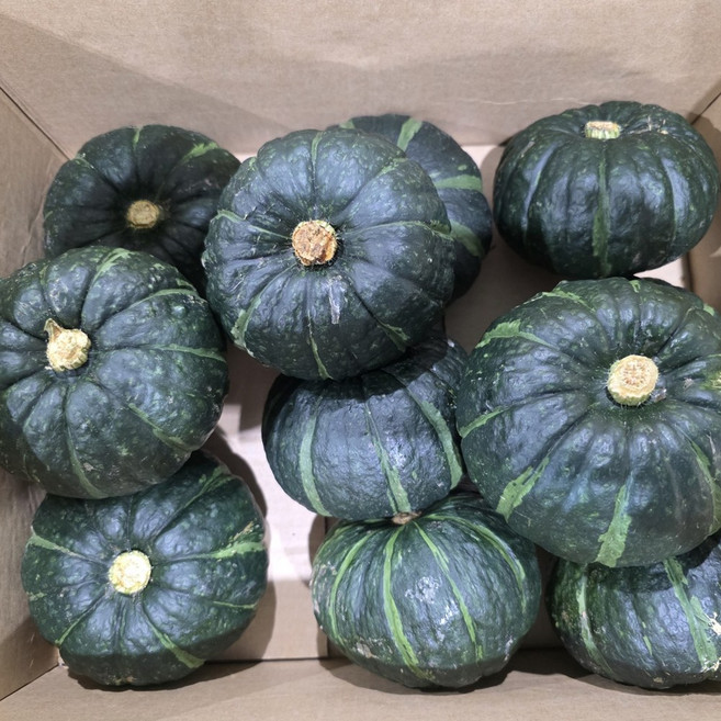 엄마마음 최상급 로얄과 제주 미니 보우짱 밤호박 단호밤 단호박, 1kg, 1개