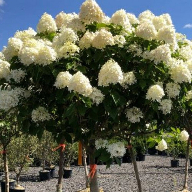 불두화 나무 수국 백당 5년 포트 목수국 나무 묘목, 라임라이트 다간형3년 포트