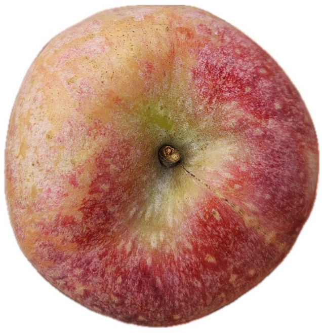 문경감홍사과 문경사과 감홍사과 의성사과, 1박스, 감홍사과 5KG 대과