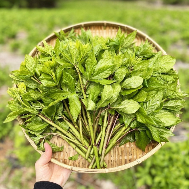 [우주특가] 오가피순 오가피나물 가시오가피, 1박스, 500g