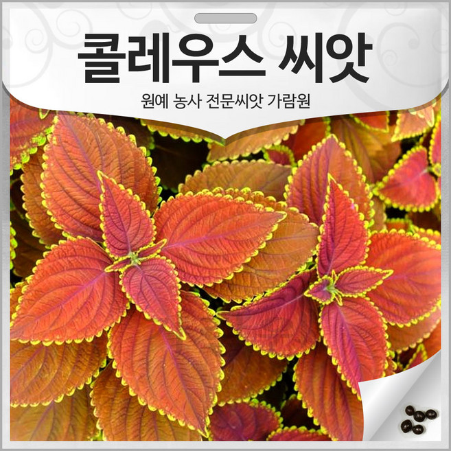 콜레우스 씨앗 콜레우스씨 종자 콜래우스 꽃씨 200알, 1개