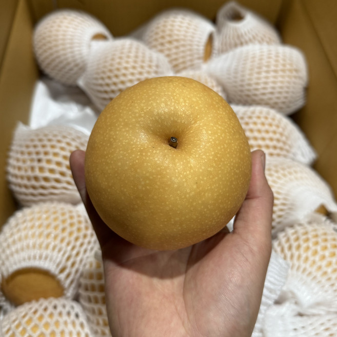 [초특가]농진사 꿀 배 가정용 주스용 흠집 못난이, 1박스, 5kg