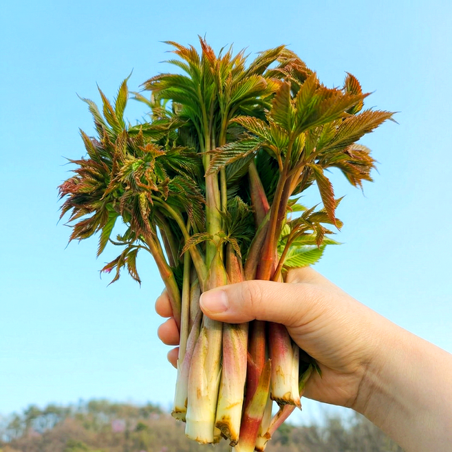 직접수확 강원도 산지직송 명품 눈개승마, 1개, 1kg