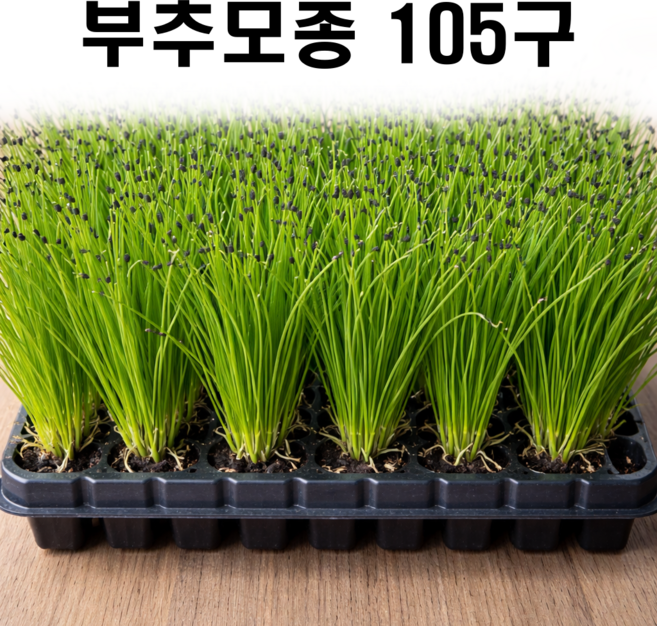 부추모종, 100개