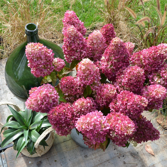 [굿프렌즈팜]유럽 목수국 가든라이트 수국시리즈(레드라이트 화이트라이트 핑크라이트 레몬라이트 그린라이트 XS라이트), 1개, DT화분 XS라이트(개화 전)