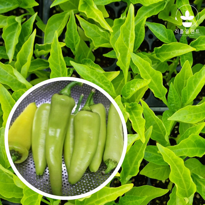 리틀플랜트 당조고추 모종, 2개