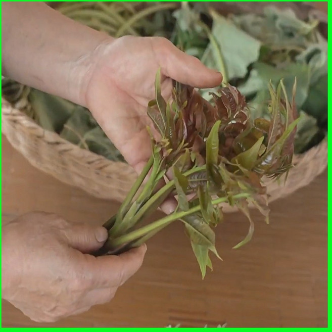 [단독특가] 재구매1위 귀한나물 가죽나물 참죽나물, 1박스, 1kg